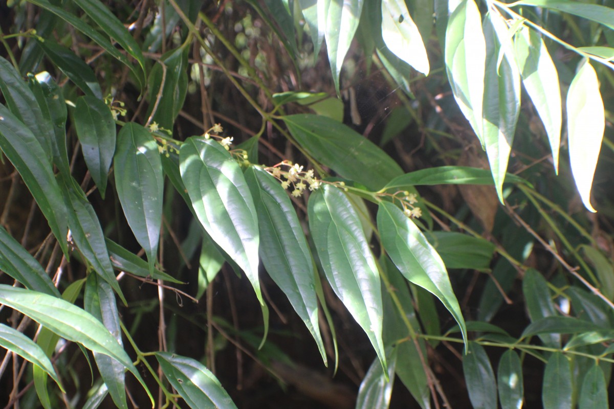 Hortonia angustifolia (Thwaites) Trimen